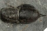 Pelagic Trilobite (Cyclopyge) Fossil - Huge Eyes #316119-2